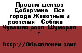 Продам щенков Добермана - Все города Животные и растения » Собаки   . Чувашия респ.,Шумерля г.